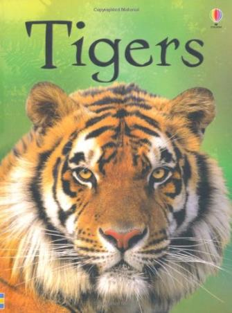 Book cover number 1 for Tigers written by James Maclaine published by Usborne