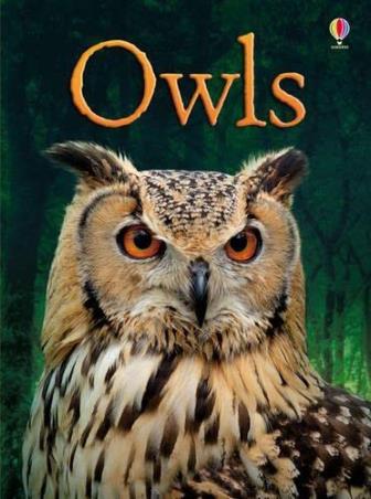Book cover number 1 for Usborne Beginners : Owls written by Emily Bone published by Usborne