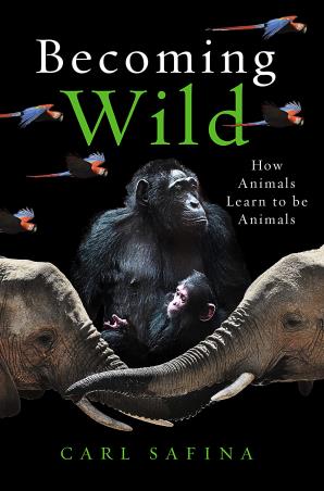 Book cover number 1 for Becoming Wild written by Carl Safina published by Oneworld Publications